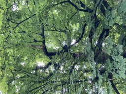 image00021